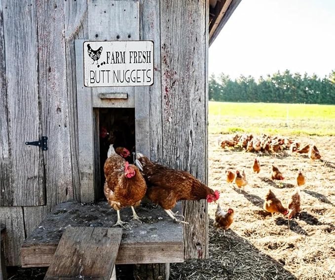 Funny Chicken Gifts Chicken Farm Fresh Butt Nuggets Tin Sign for Home Farm Chicken Coop Farmhouse Kicthen Garden Decor 8 X 12 Inch (3189)